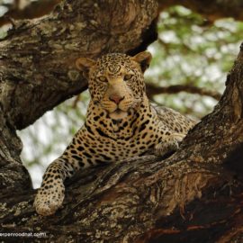 Jeroen inc safari caracal travel video cameraman director leopard serengeti africa video producer